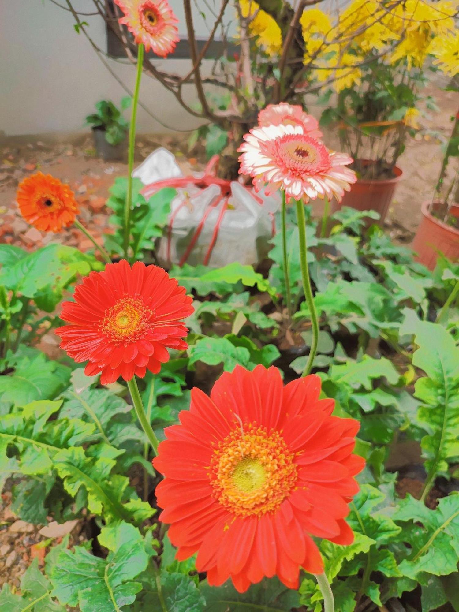 נין בין Trang An Natural Mountainside Homestay מראה חיצוני תמונה