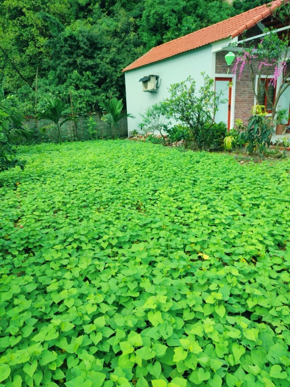 נין בין Trang An Natural Mountainside Homestay מראה חיצוני תמונה